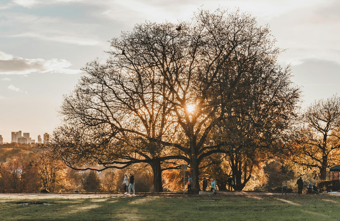 Vitamin D: The Sunshine Nutrient for Stronger Bones, Muscles, and Performance
