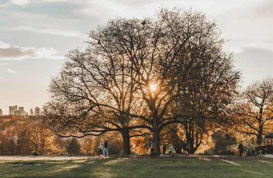 Vitamin D: The Sunshine Nutrient for Stronger Bones, Muscles, and Performance